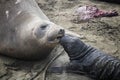 Mother and Pup Elephant Seal Bond Immediately After Birth Royalty Free Stock Photo