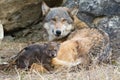 Mother and pup timber wolf Royalty Free Stock Photo