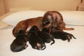 Mother and puppies breed dachshund