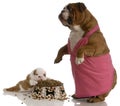 Mother and puppy meal time Royalty Free Stock Photo