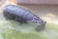 Mother Hippopotamus Guarding Her Baby