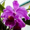 Mother queen Cattleya Royalty Free Stock Photo