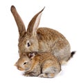 Mother rabbit with newborn bunny