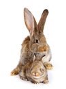 Mother rabbit with newborn bunny