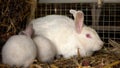 Mother rabbit with two babies.