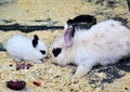 Mother rabbit with a white fluffy rabbit