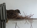 Mother red collared dove bird is hatching eggs in its nest on aluminum cloths racks.