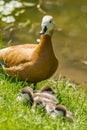 Mother red duck with her duckling near pond