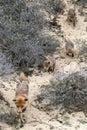 Mother Red fox Vulpes vulpes and her newborn red fox cubs. Amsterdamse Waterleiding Duinen in the Netherlands.