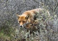 Mother Red fox Vulpes vulpes and her newborn red fox cubs. Amsterdamse Waterleiding Duinen in the Netherlands.