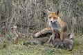 Mother Red fox Vulpes vulpes and her newborn red fox cubs. Amsterdamse Waterleiding Duinen in the Netherlands. Royalty Free Stock Photo