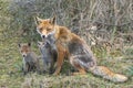 Mother Red fox Vulpes vulpes and her newborn red fox cubs. Amsterdamse Waterleiding Duinen in the Netherlands.