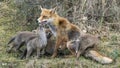 Mother Red fox Vulpes vulpes and her newborn red fox cubs. Amsterdamse Waterleiding Duinen in the Netherlands. Royalty Free Stock Photo