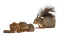 Mother Red squirrel and babies Royalty Free Stock Photo