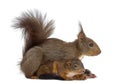 Mother Red squirrel and babies Royalty Free Stock Photo