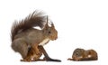 Mother Red squirrel and babies Royalty Free Stock Photo