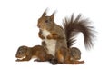 Mother Red squirrel and babies Royalty Free Stock Photo