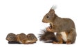 Mother Red squirrel and babies Royalty Free Stock Photo