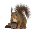 Mother Red squirrel and babies Royalty Free Stock Photo