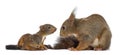 Mother Red squirrel and babies Royalty Free Stock Photo