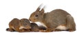 Mother Red squirrel and babies Royalty Free Stock Photo