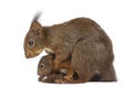 Mother Red squirrel and babies Royalty Free Stock Photo