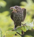 Mother Red Winged Blackbird with Grasshopper in Beak for Chicks