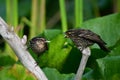 Mother Red winged Blackbird about to feed baby bird Royalty Free Stock Photo