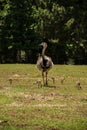 Mother Rhea with flock of baby chicks Royalty Free Stock Photo