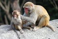 Motherly Monkey Love