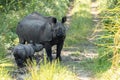 Mother rhino with its calf in the jungle on a sunny day Royalty Free Stock Photo