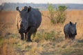 Mother rhino walking in the field with her baby in Rietvlei Nature Reserve, South Africa Royalty Free Stock Photo