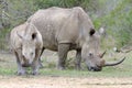 Mother rhinoceros and calf photographed at Hluhluwe/Imfolozi Game Reserve in South Africa. Royalty Free Stock Photo