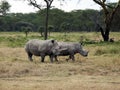 Mother Rhinoceros and Young Royalty Free Stock Photo