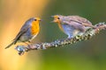 Mother Robin bird feeding young Royalty Free Stock Photo