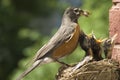 Mother Robin Feeding Babies