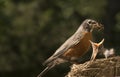 Mother Robin Feeding Baby Royalty Free Stock Photo