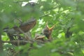 Mother Robin and Her Chicks Royalty Free Stock Photo