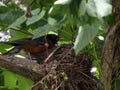 Mother robin guards her nest