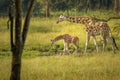 A mother Rothschild`s giraffe with her baby  Giraffa camelopardalis rothschildi standing at a waterhole, Lake Mburo National Par Royalty Free Stock Photo