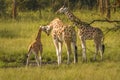 A mother Rothschild`s giraffe with her baby  Giraffa camelopardalis rothschildi standing at a waterhole, Lake Mburo National Par Royalty Free Stock Photo