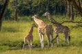 A mother Rothschild`s giraffe with her baby  Giraffa camelopardalis rothschildi standing at a waterhole, Lake Mburo National Par Royalty Free Stock Photo