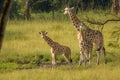 A mother Rothschild`s giraffe with her baby  Giraffa camelopardalis rothschildi standing at a waterhole, Lake Mburo National Par Royalty Free Stock Photo