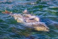 Harbor seal mother with pup just below the surface