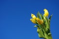 Mother`s Day. Beautiful yellow tulips on a blue sky background. Spring flower background with yellow tulips, mockup template. Royalty Free Stock Photo