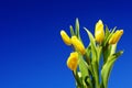 Mother`s Day. Beautiful yellow tulips on a blue sky background. Spring flower background with yellow tulips, mockup template. Royalty Free Stock Photo