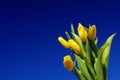 Mother`s Day. Beautiful yellow tulips on a blue sky background. Spring flower background with yellow tulips, mockup template. Royalty Free Stock Photo