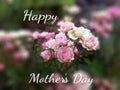 Mother`s day card with pink rose flowers. Happy Mother`s Day Royalty Free Stock Photo