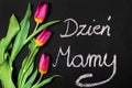Bouquet of tulips and Polish sentence MOTHER`S DAY written in chalk on a chalkboard Royalty Free Stock Photo