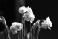 By mother`s day composition of terry snow-white narcissuses against light, it is black - white